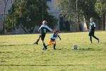 C-Elephants  0041_resize